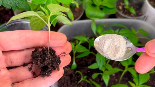 ��� ������� ������� ������� � ���������: 7 �������, ������� ����� ����� ������� ��������