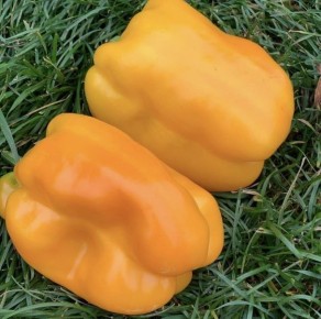 ���������: ��������� ����� ��� ������ �������