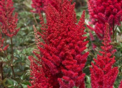 Астильба: секреты успешного выращивания этого очаровательного растения