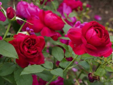 ��� ��������� ��������� ���� �� ��������: ��������� �����������