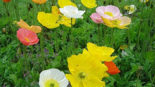 ��������: ������������ ������� ��� ������ ����