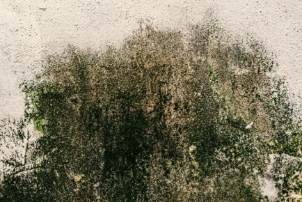 Как навсегда избавиться от плесени в вашем доме