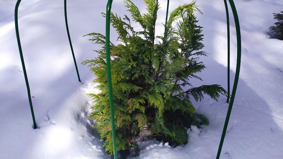 Садовая правда: как раздумья о весеннем иссушении привели к неожиданным последствиям