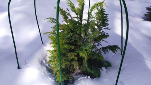 Садовая правда: как раздумья о весеннем иссушении привели к неожиданным последствиям