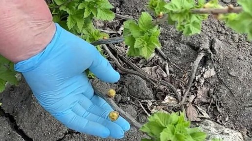 ��� �������� ��������� �� ��������� ����� � ��������� ������