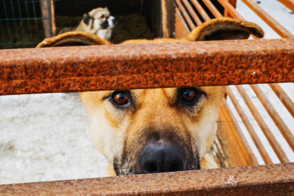 Застрелившему собаку при детям магнитогорцу вынесли приговор