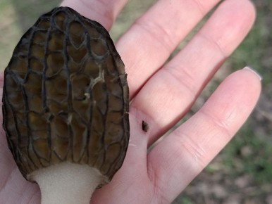 �������� ����������� ������� �������� ������ �������