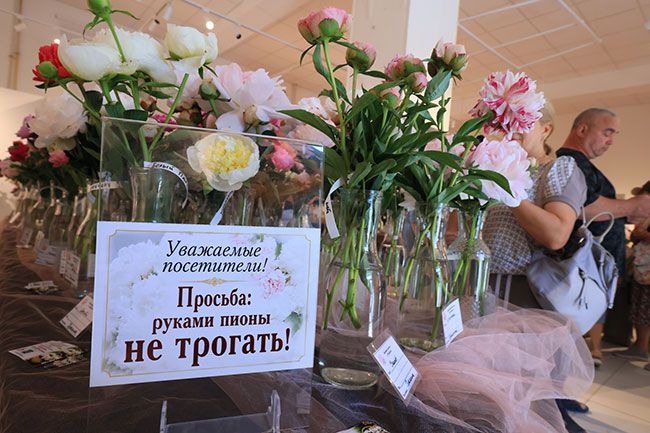 Целебные цветы. На Южном Урале растут сотни сортов пионов Целебные цветы. На Южном Урале растут сотни сортов пионов