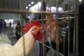 Там их едят: из Челябинской области выслали в Китай 268 тонн куриных лапок