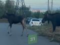 Лоси прогулялись по Магнитогорску