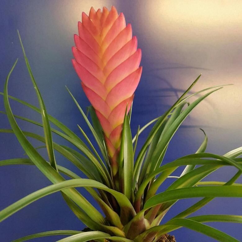 ���� ����� �������� ��� �������� ����������� ���������